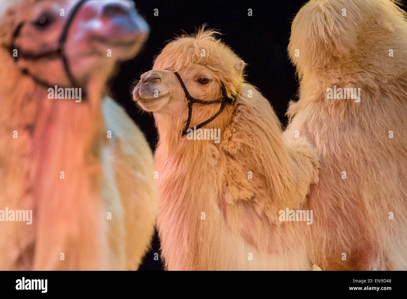 Deux chameaux Banque D'Images