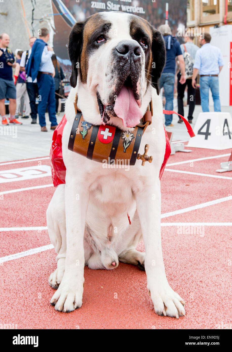 St bernard dog dog swiss Banque de photographies et d'images à haute  résolution - Alamy