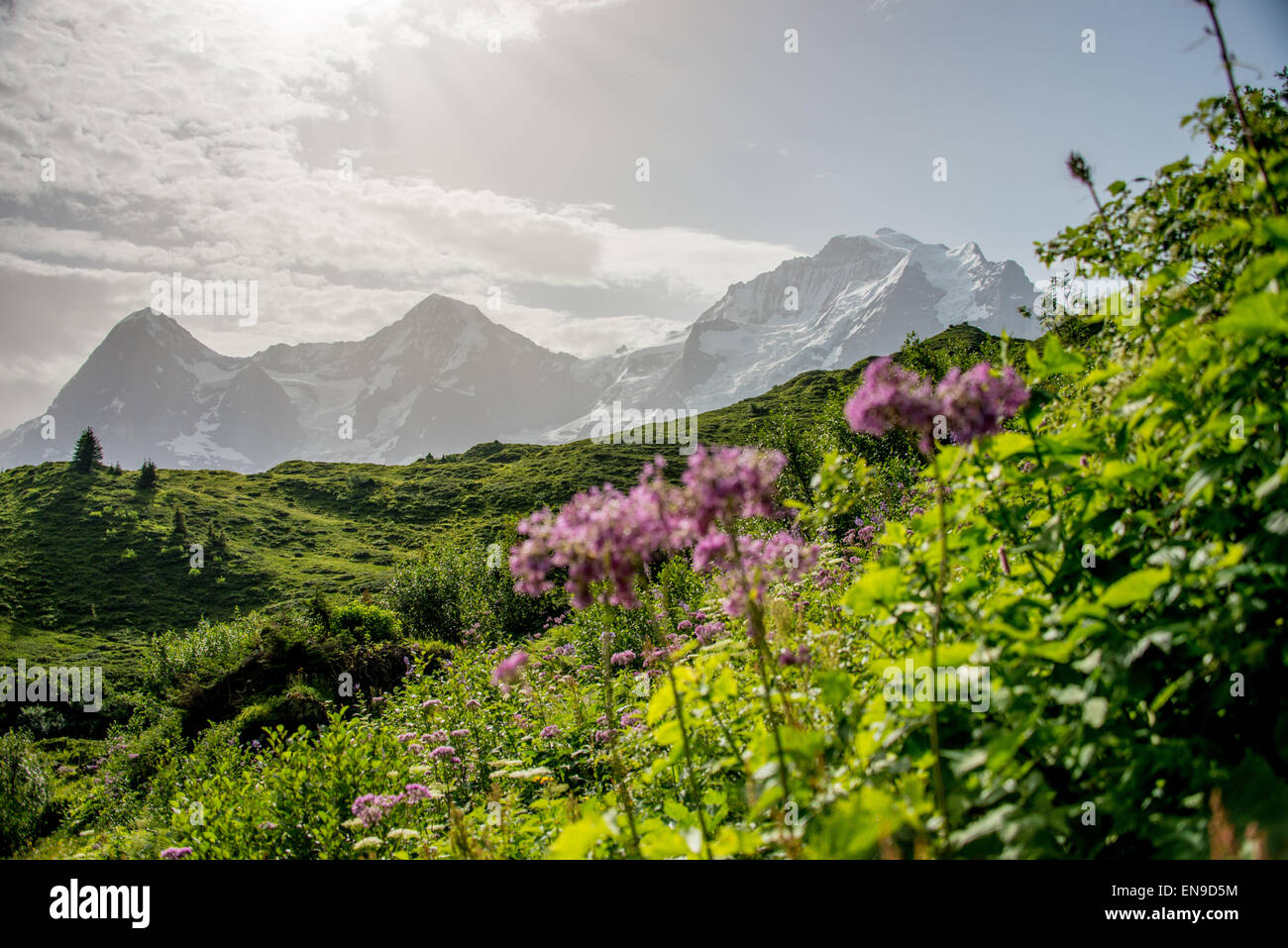 Flower meadow avec Eiger Mönch et Jungfrau Banque D'Images