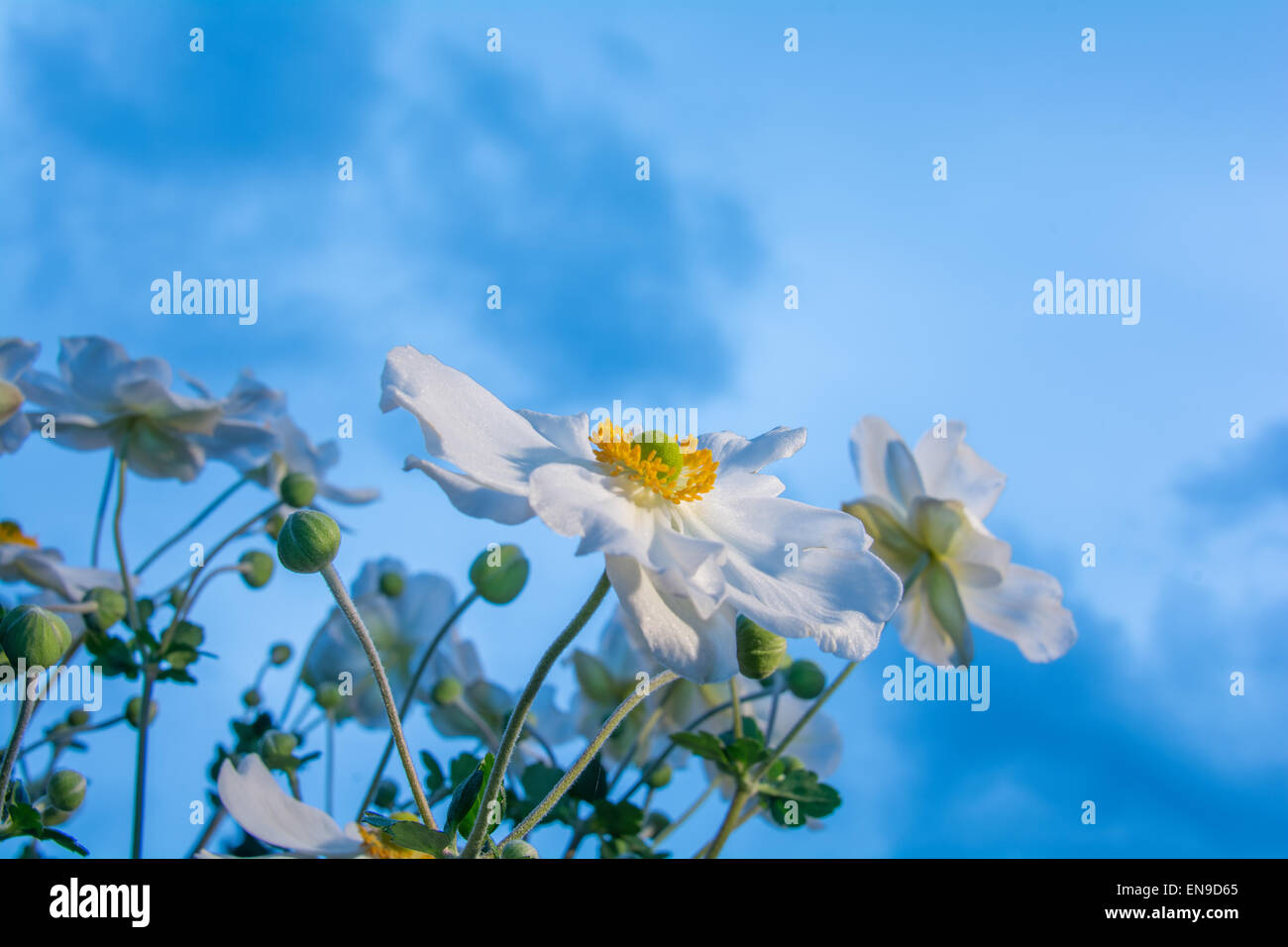 Fleurs d'arum creticum toucher sky Banque D'Images