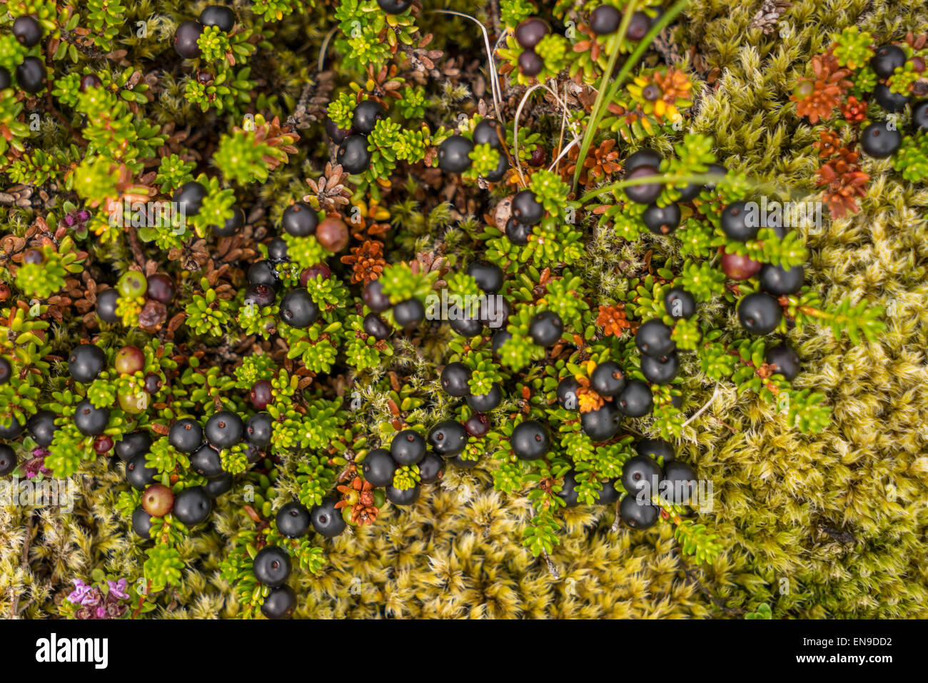 Crowberries, Islande. La camarine noire (Empetrum) est un genre de conifère nain arbustes qui portent des baies comestibles. Banque D'Images