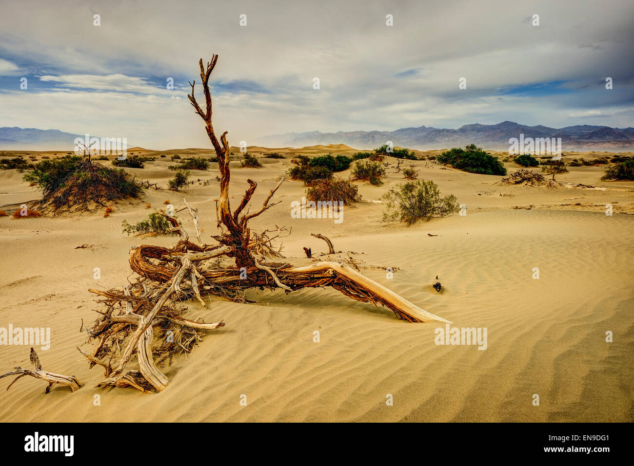 Dunes, Death valley, CA, USA Banque D'Images