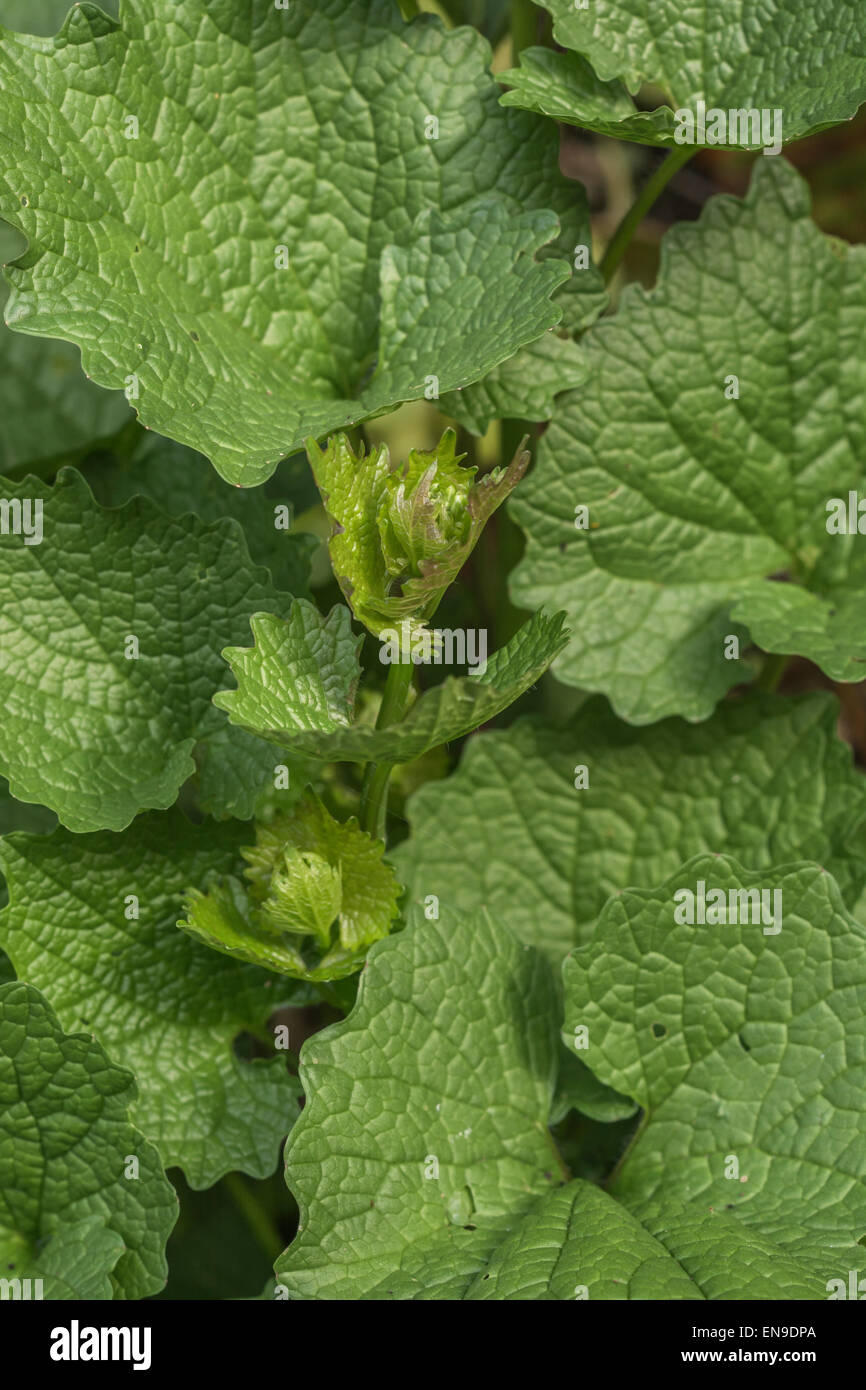 Feuillage de l'ail de couverture / Alliaire / Jack-par-le-Hedge / Alliaria petiolata - une nourriture sauvage avec l'ail légèrement les feuilles de dégustation. Le concept de nourriture. Banque D'Images