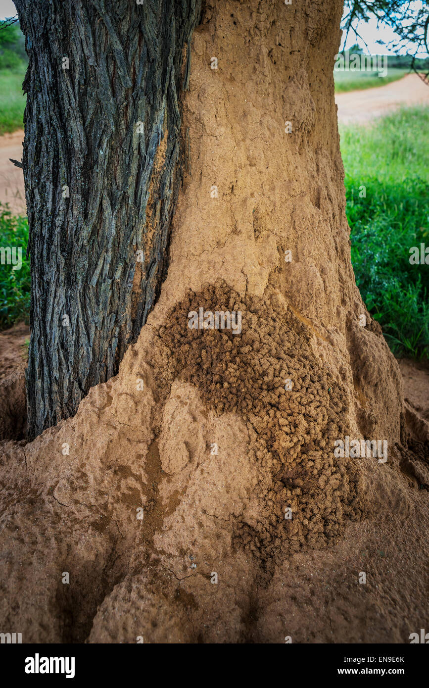 Termitière sur arbre, Okonjima, Namibie, Afrique du Sud Banque D'Images