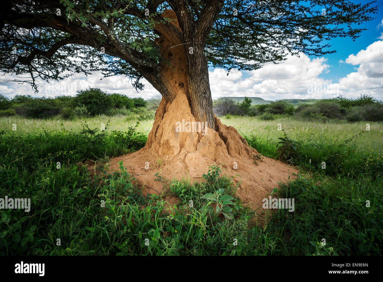 Termitière sur arbre, Okonjima, Namibie, Afrique du Sud Banque D'Images