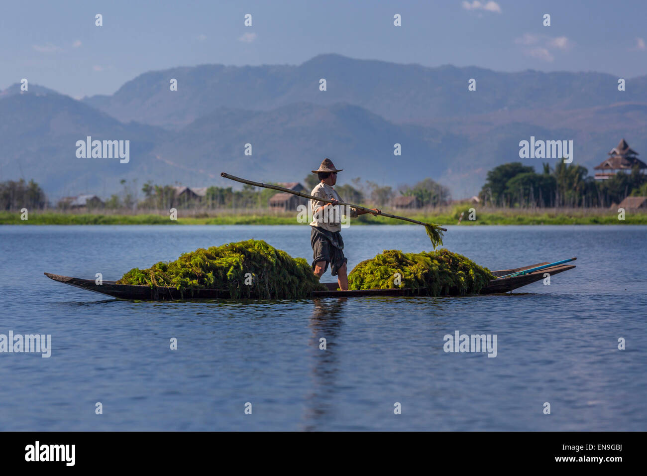 La récolte d'algues homme ethnie Intha du lac Inle dans la province de Shan Banque D'Images