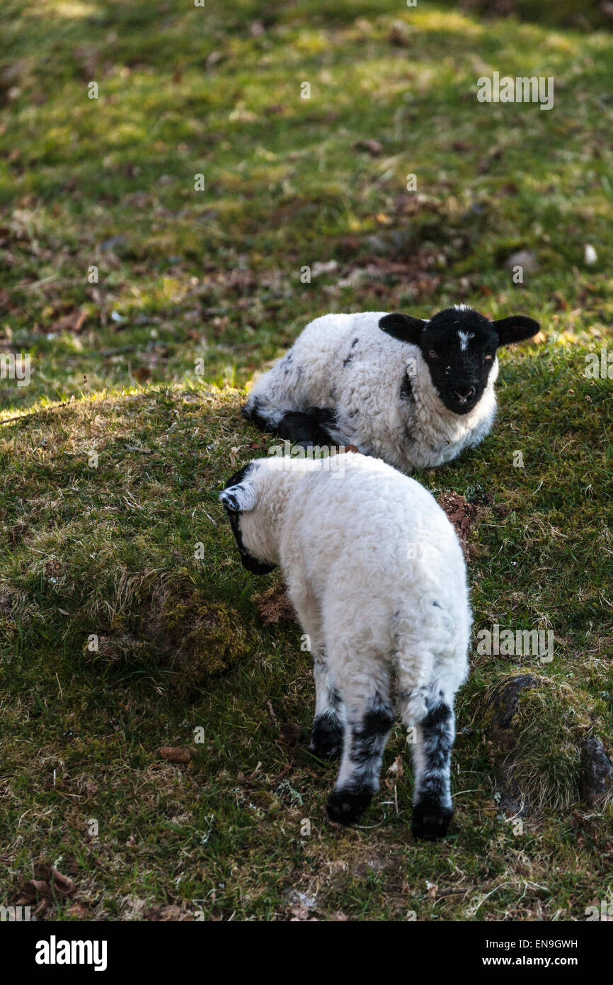 Le pâturage des agneaux de printemps Banque D'Images