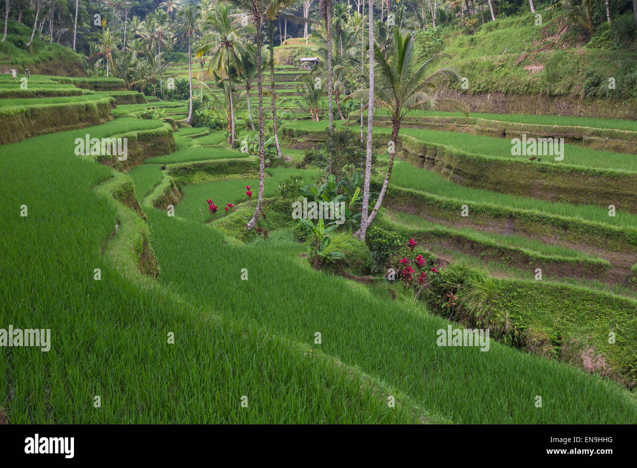 Tirtagangga, Bali, Indonésie ; rizières en terrasses Banque D'Images