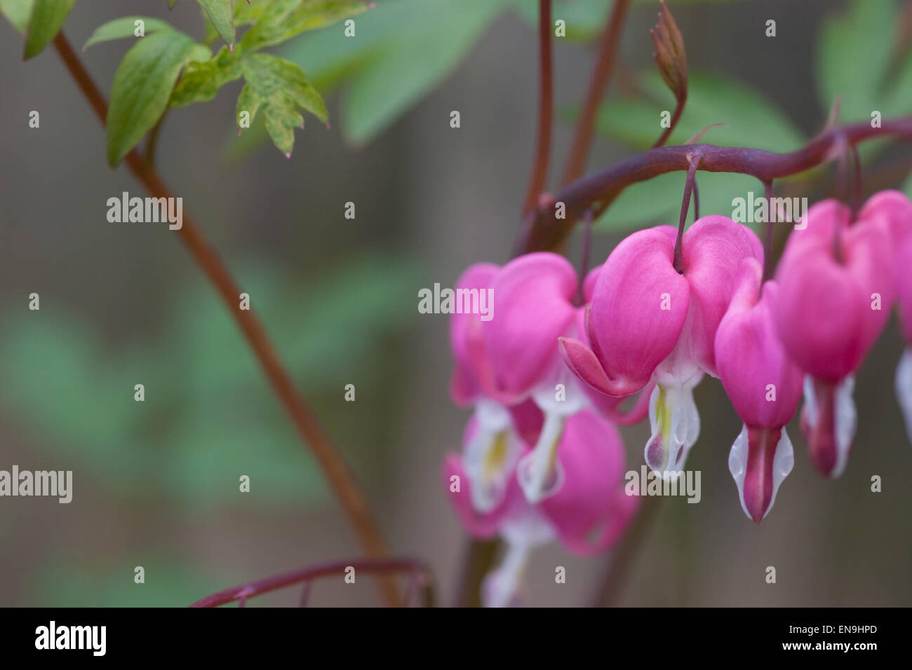 Fleurs en forme de coeur rose et rouge de Lamprocapnos spectabilis, anciennement connu sous le nom de Dicentra spectabilis, ou la plante de coeur saignant, au printemps Banque D'Images