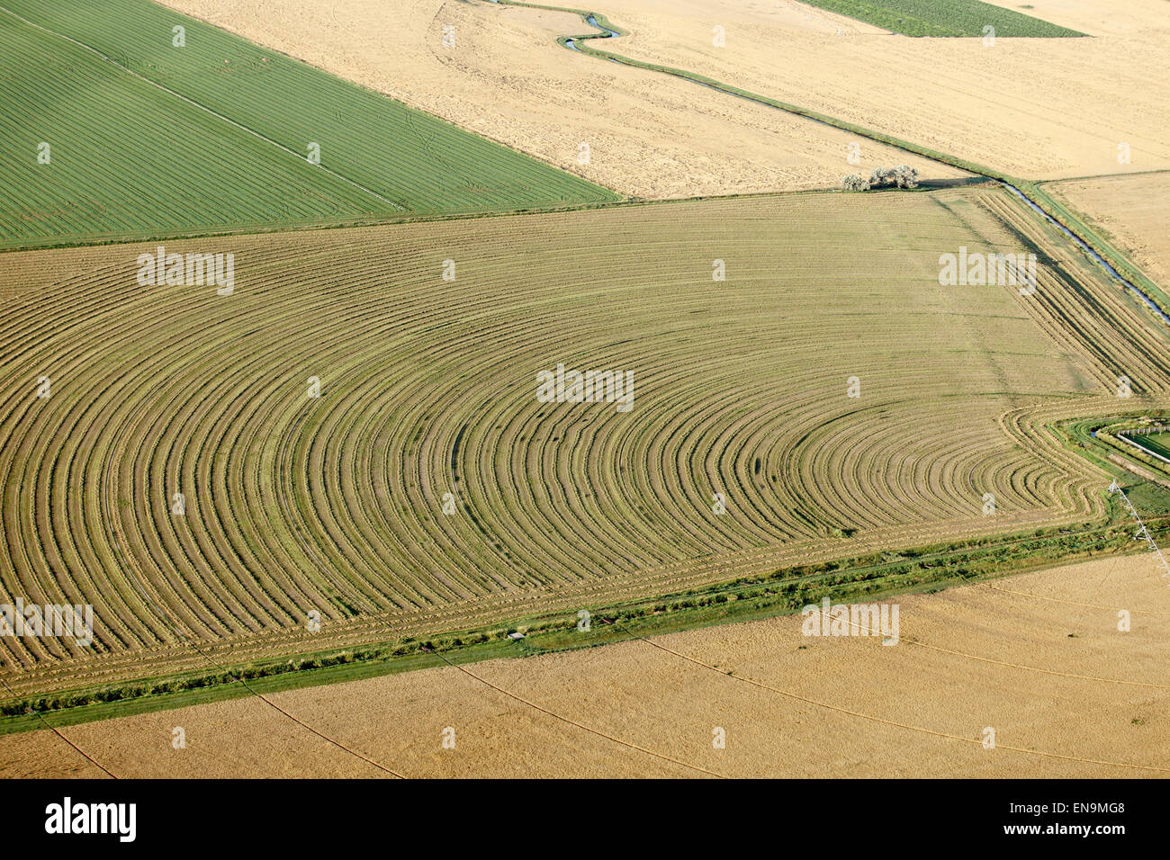 Une vue aérienne des cercles concentriques de couper le foin de luzerne le séchage dans le soleil de l'été. Banque D'Images