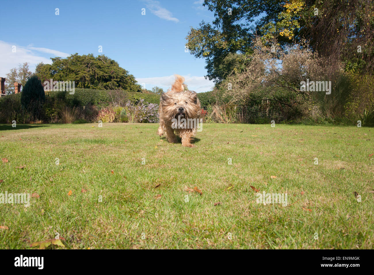 Irish Soft Coated Wheaten Terrier running in garden Banque D'Images
