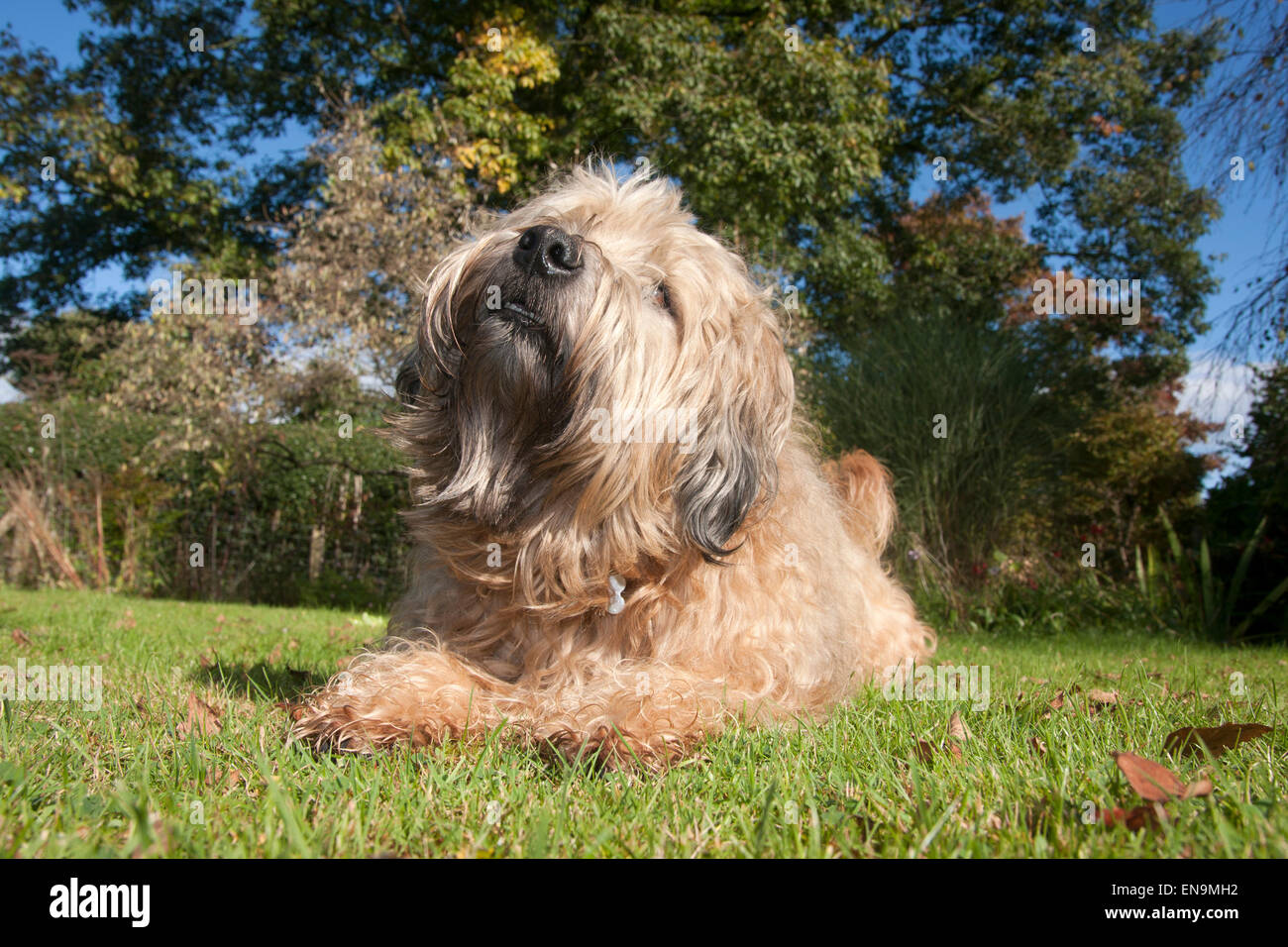 Irish Soft Coated Wheaten Terrier in garden Banque D'Images