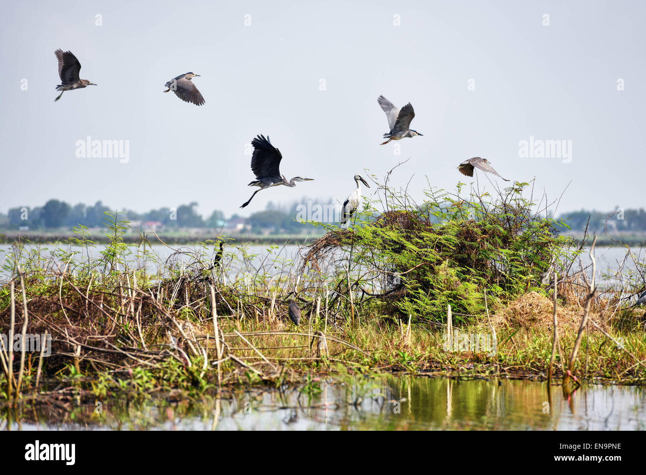 La province de Nakhon Sawan, Thaïlande. Apr 30, 2015. Les oiseaux volent au-dessus de l'eau Bueng Boraphet, un marais d'eau douce et du lac dans la province de Nakhon Sawan, centre de la Thaïlande, 30 avril 2015. Couvrant une superficie de 212,38 kilomètres carrés, Bueng Boraphet abrite près de 200 espèces animales et végétales. Le lac est une destination pour les oiseaux migrateurs entre septembre et mars. © Li Mangmang/Xinhua/Alamy Live News Banque D'Images