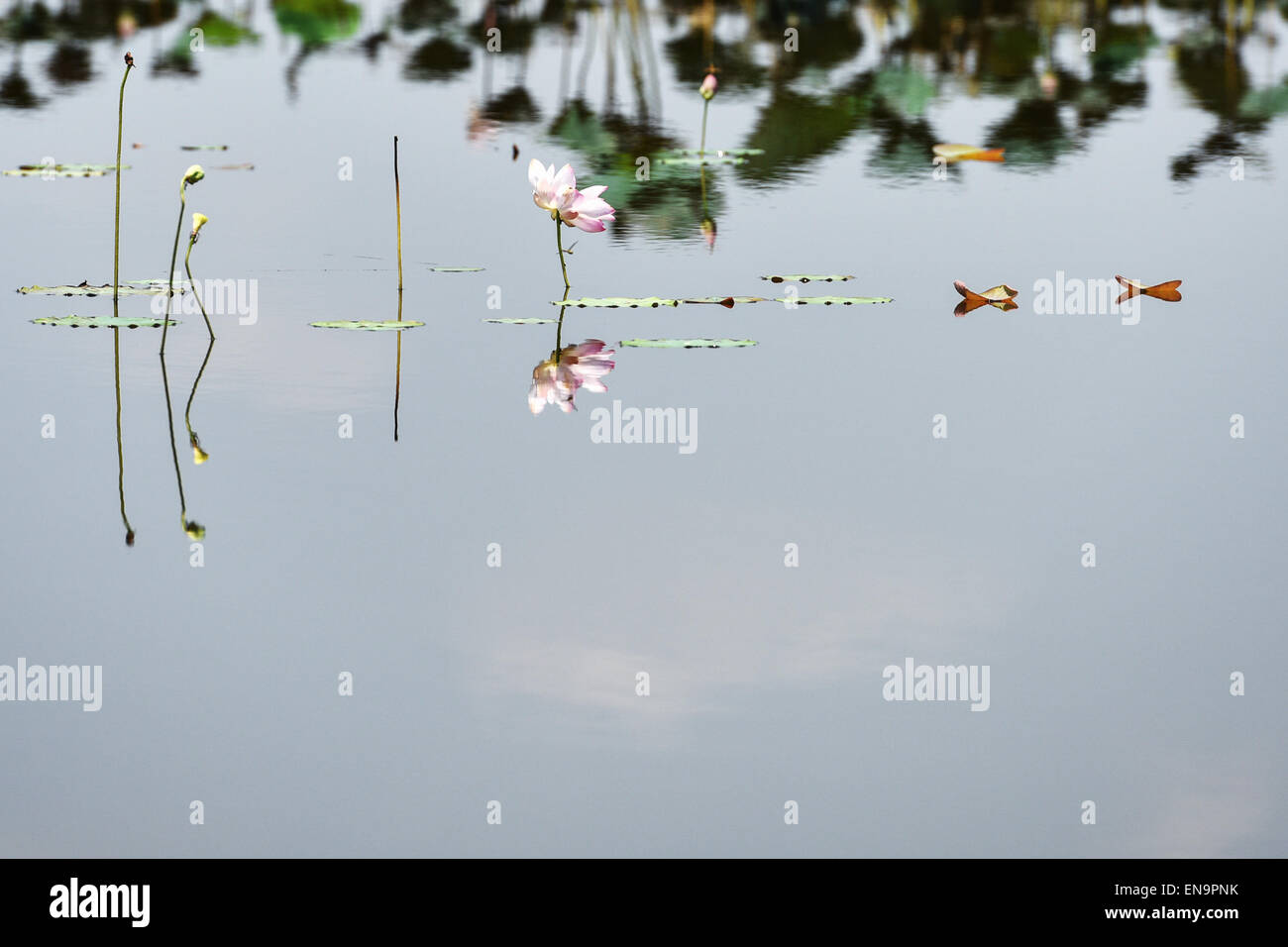 La province de Nakhon Sawan, Thaïlande. Apr 30, 2015. Un lotus en fleurs est visible dans l'eau douce, un Bueng Boraphet marécage et lac dans la province de Nakhon Sawan, centre de la Thaïlande, 30 avril 2015. Couvrant une superficie de 212,38 kilomètres carrés, Bueng Boraphet abrite près de 200 espèces animales et végétales. Le lac est une destination pour les oiseaux migrateurs entre septembre et mars. © Li Mangmang/Xinhua/Alamy Live News Banque D'Images