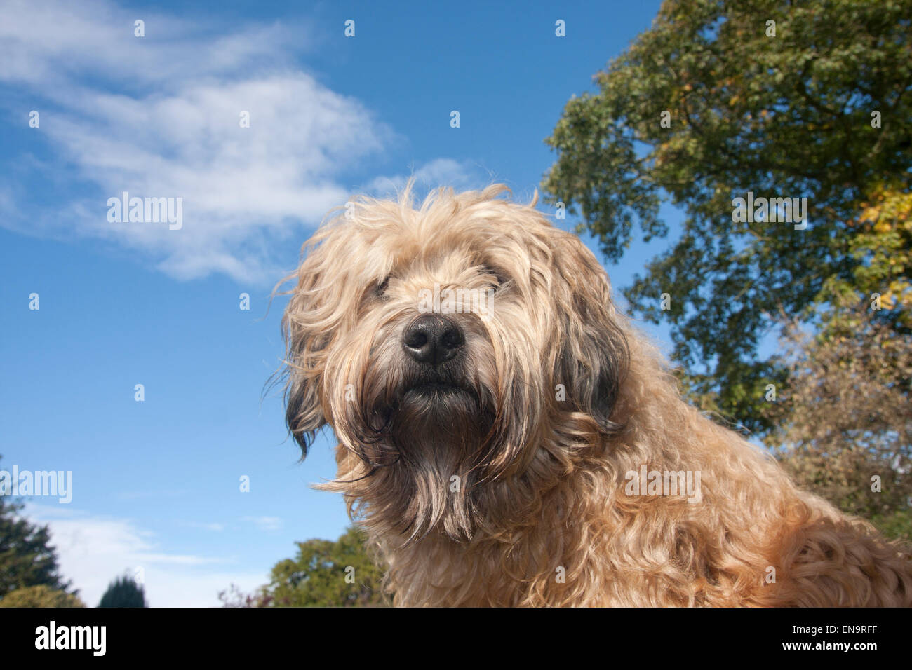 Irish Soft Coated Wheaten terrie dans jardin Banque D'Images