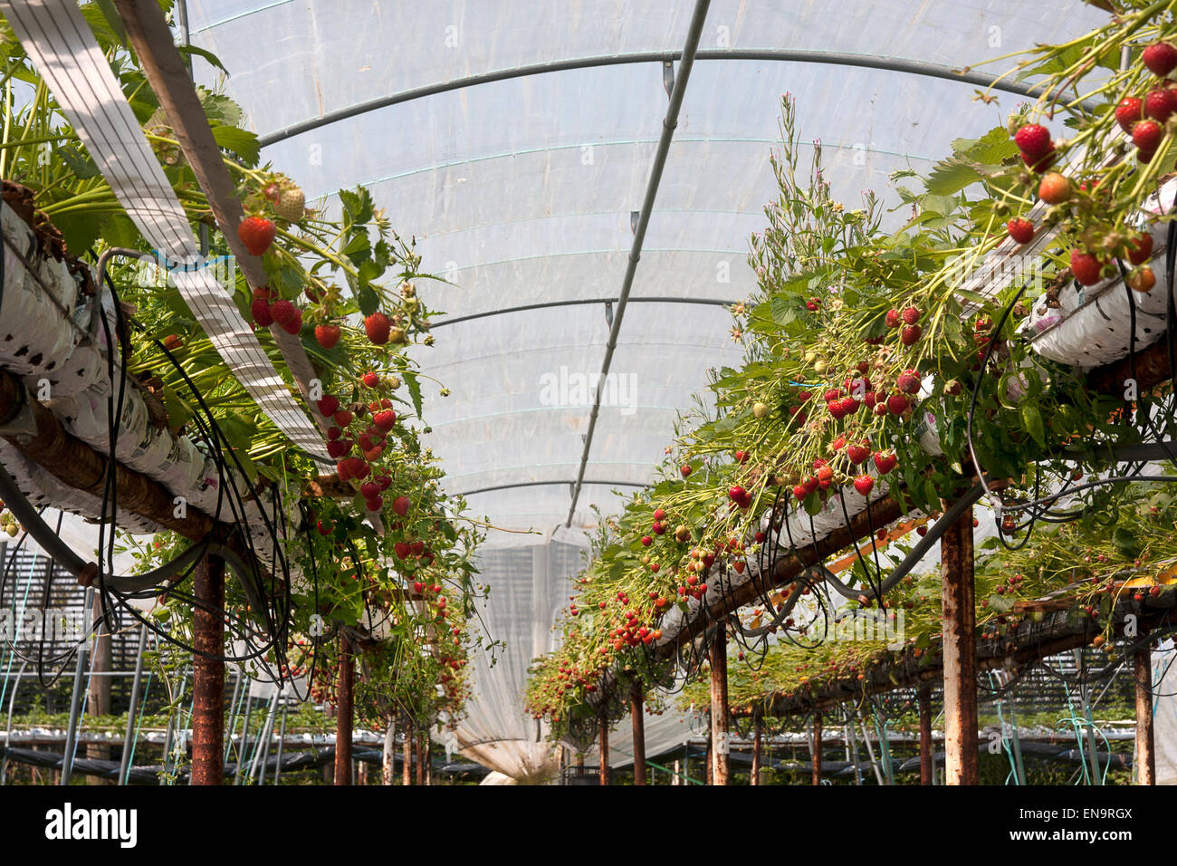 Choisissez votre propre ferme de fraises, un mélange de fruits mûrs et de mûrissement dans polytunnels, Rutland, Angleterre Banque D'Images