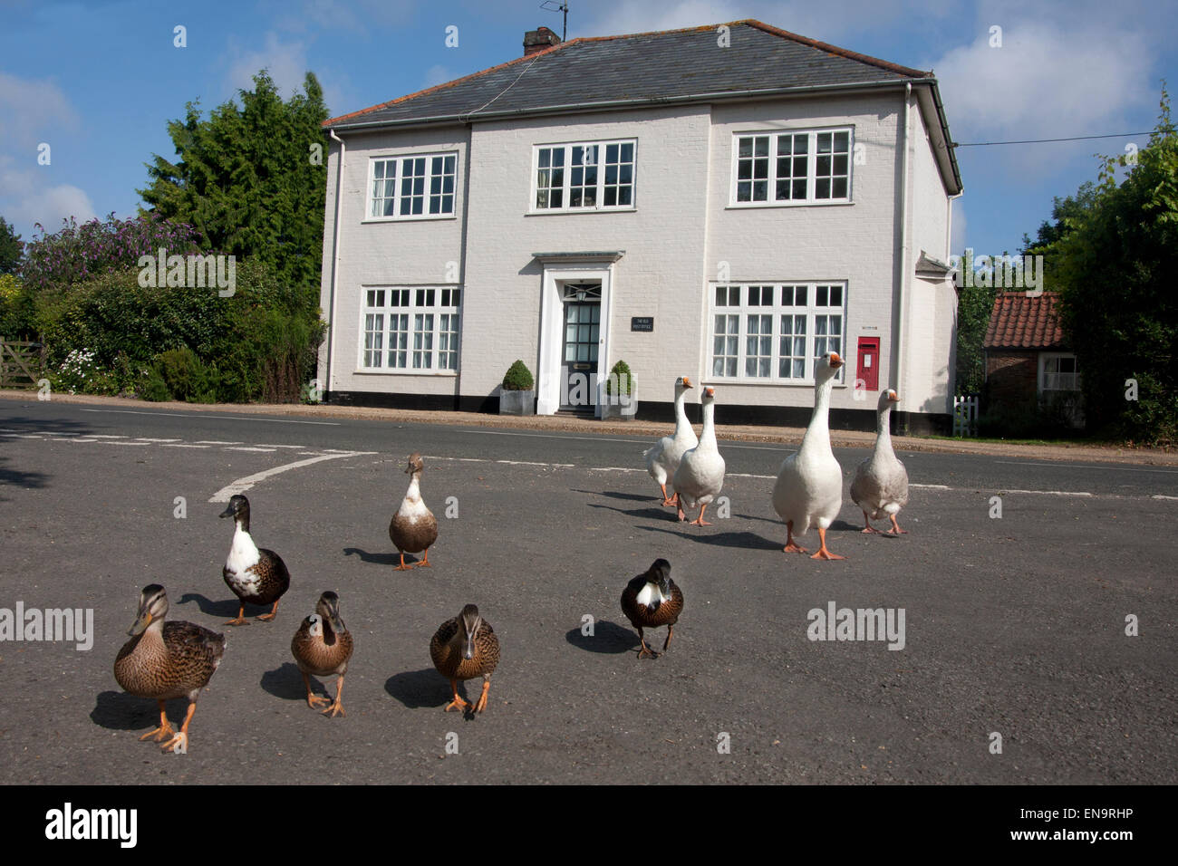 Les canards et oies blanches en dandinant route par l'ancien bureau de poste, Stanhoe, Norfolk, East Anglia, Angleterre Banque D'Images