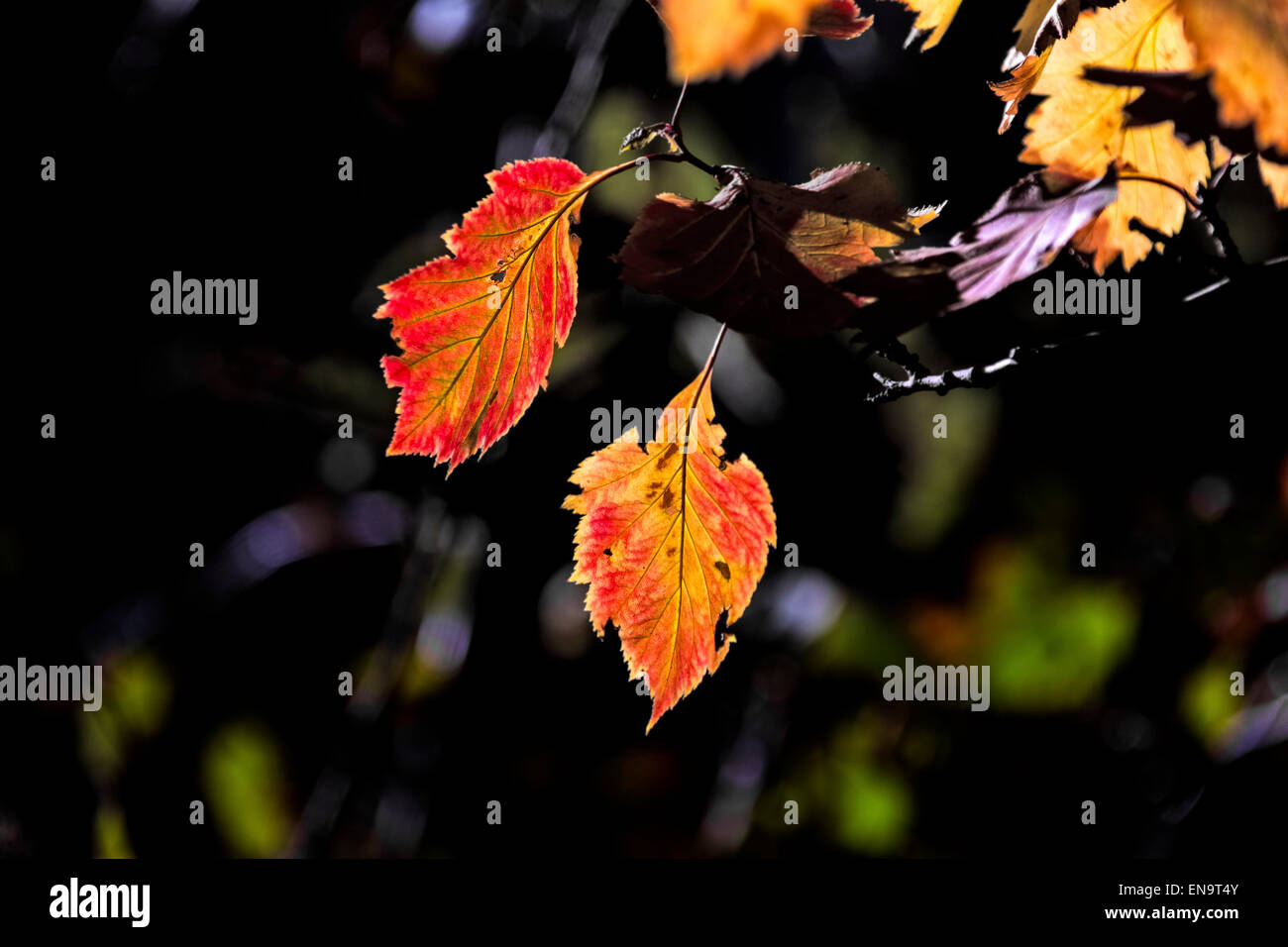 Deux feuilles d'automne au soleil sur fond sombre Banque D'Images