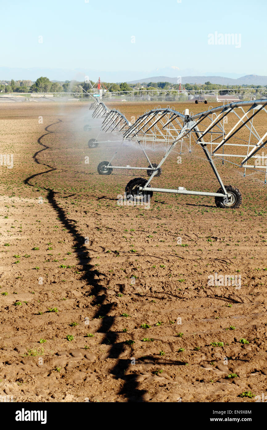 Un sprinkleur à pivot central utilisé pour irriguer un champ de pommes de terre. Banque D'Images