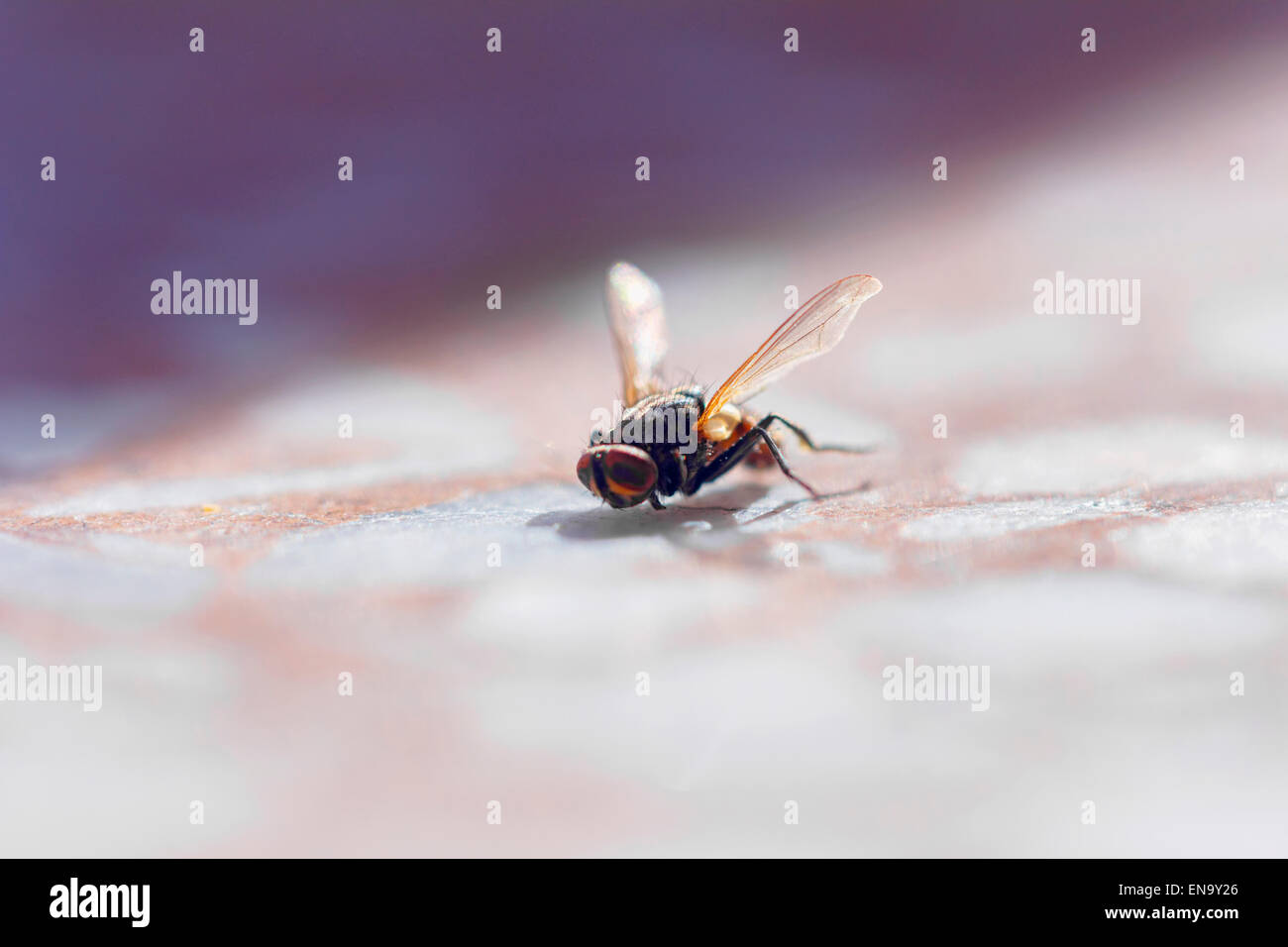 Grand fly allumé par jour de printemps au soleil Banque D'Images