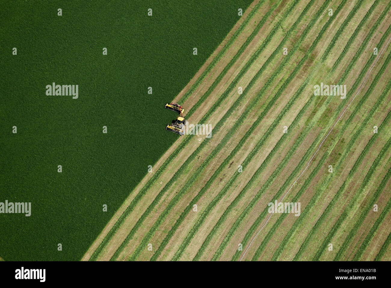 Une vue aérienne de foin de luzerne coupée pour le séchage Banque D'Images