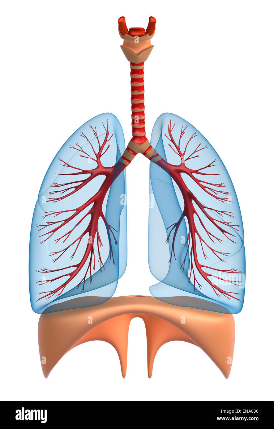 Poumons - système pulmonaire. Isolated on white Banque D'Images