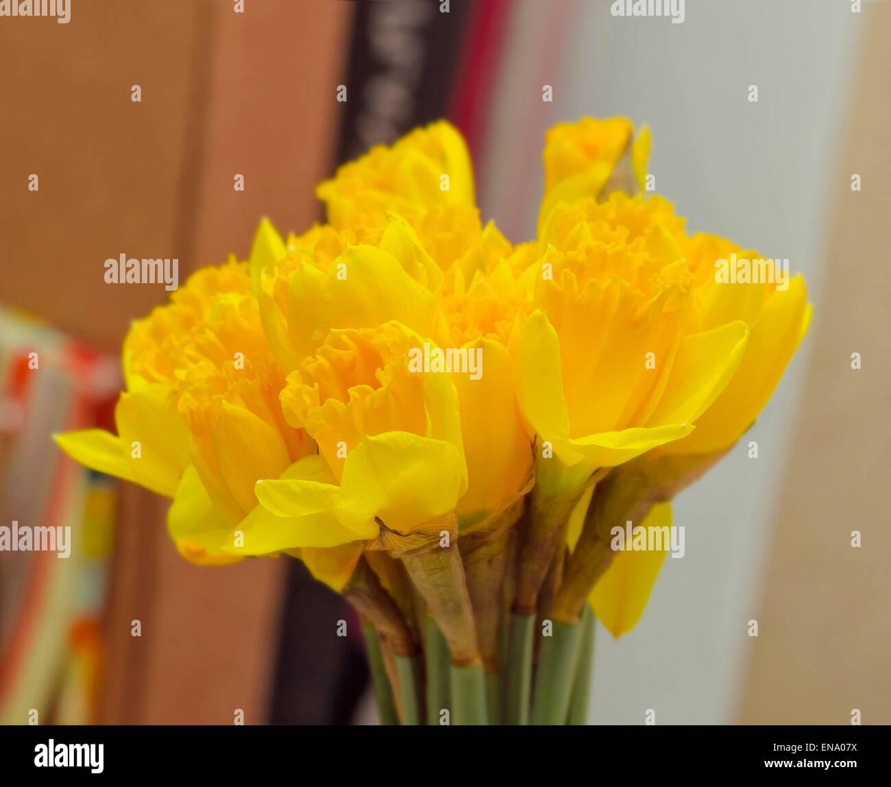 Joli bouquet de jonquilles jaune et présente pour les vacances Banque D'Images