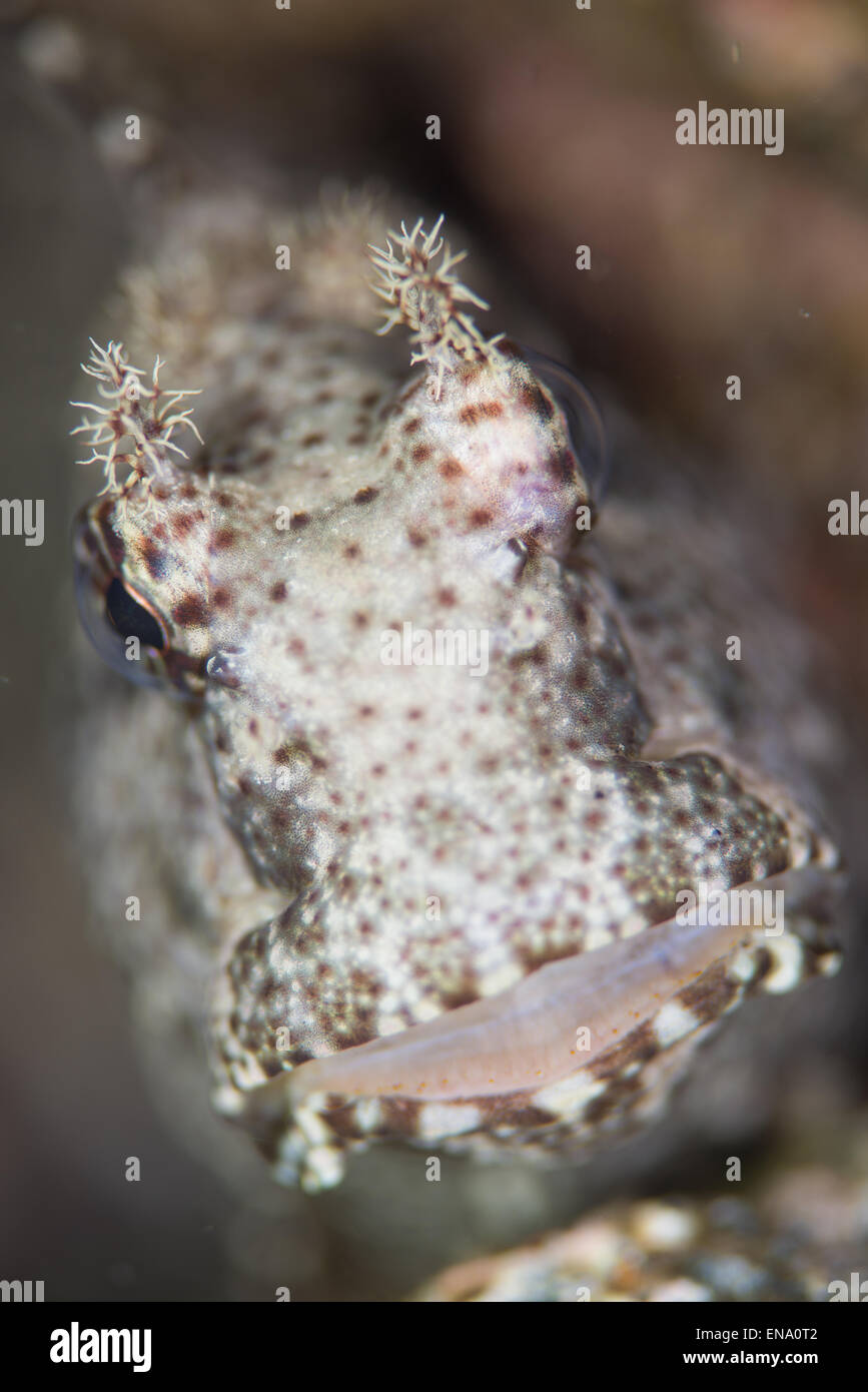 La vue de près de la face d'une espèce de blennies.Blennioidei Indonésie Banque D'Images La vue de près de la face d'une espèce de blennies.Blennioidei Indonésie Banque D'Images