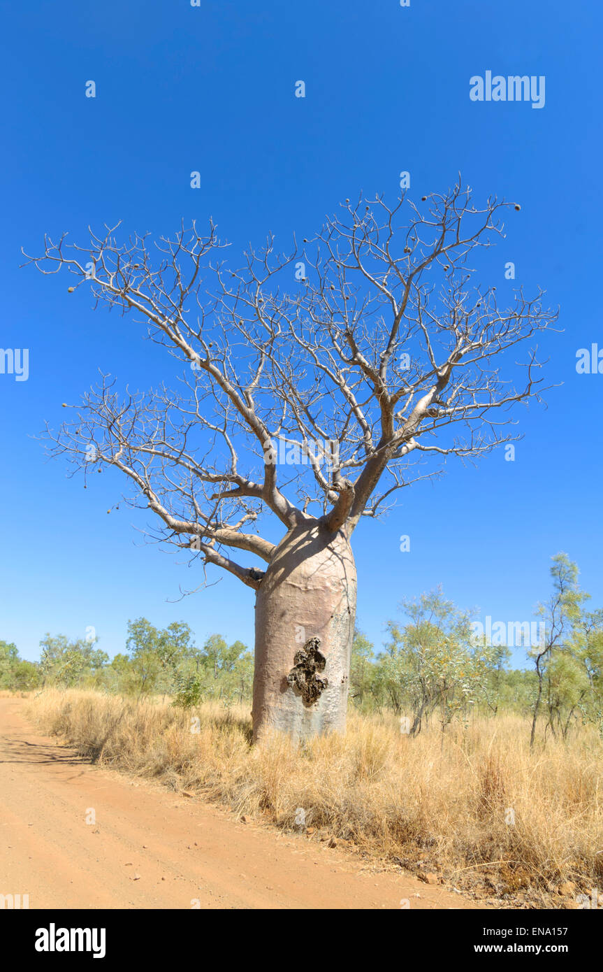 Boab Tree (Adansonia gregorii), Mornington Wilderness Camp, région de Kimberley, en Australie occidentale, WA, Australia Banque D'Images