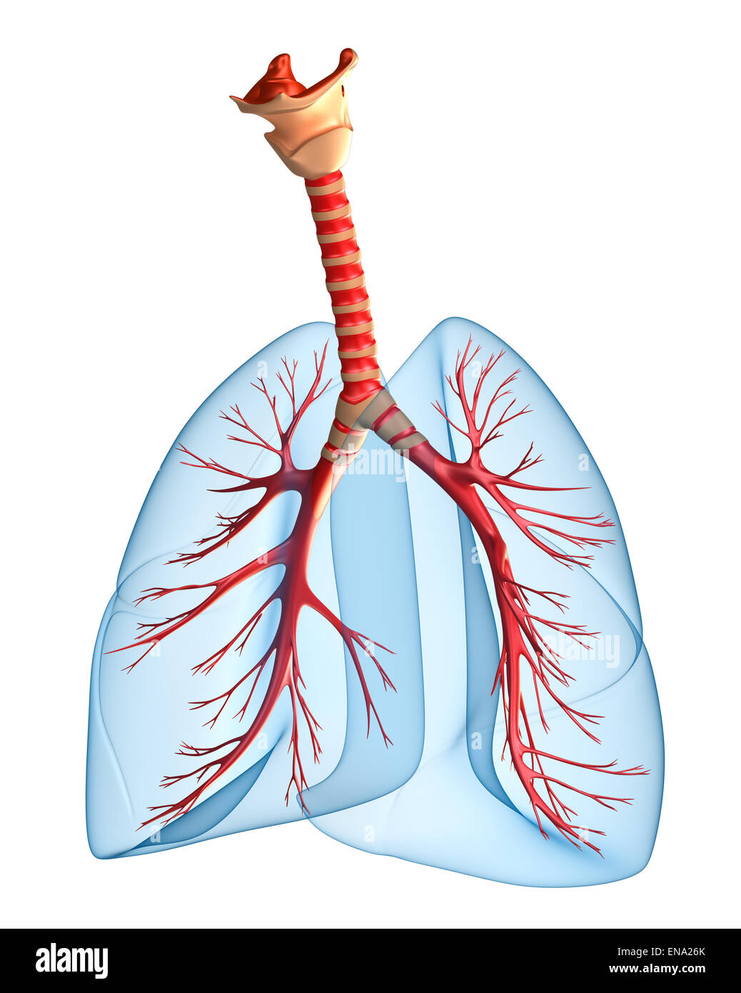 Poumons - système pulmonaire. La vue Perspective, isolated on white Banque D'Images