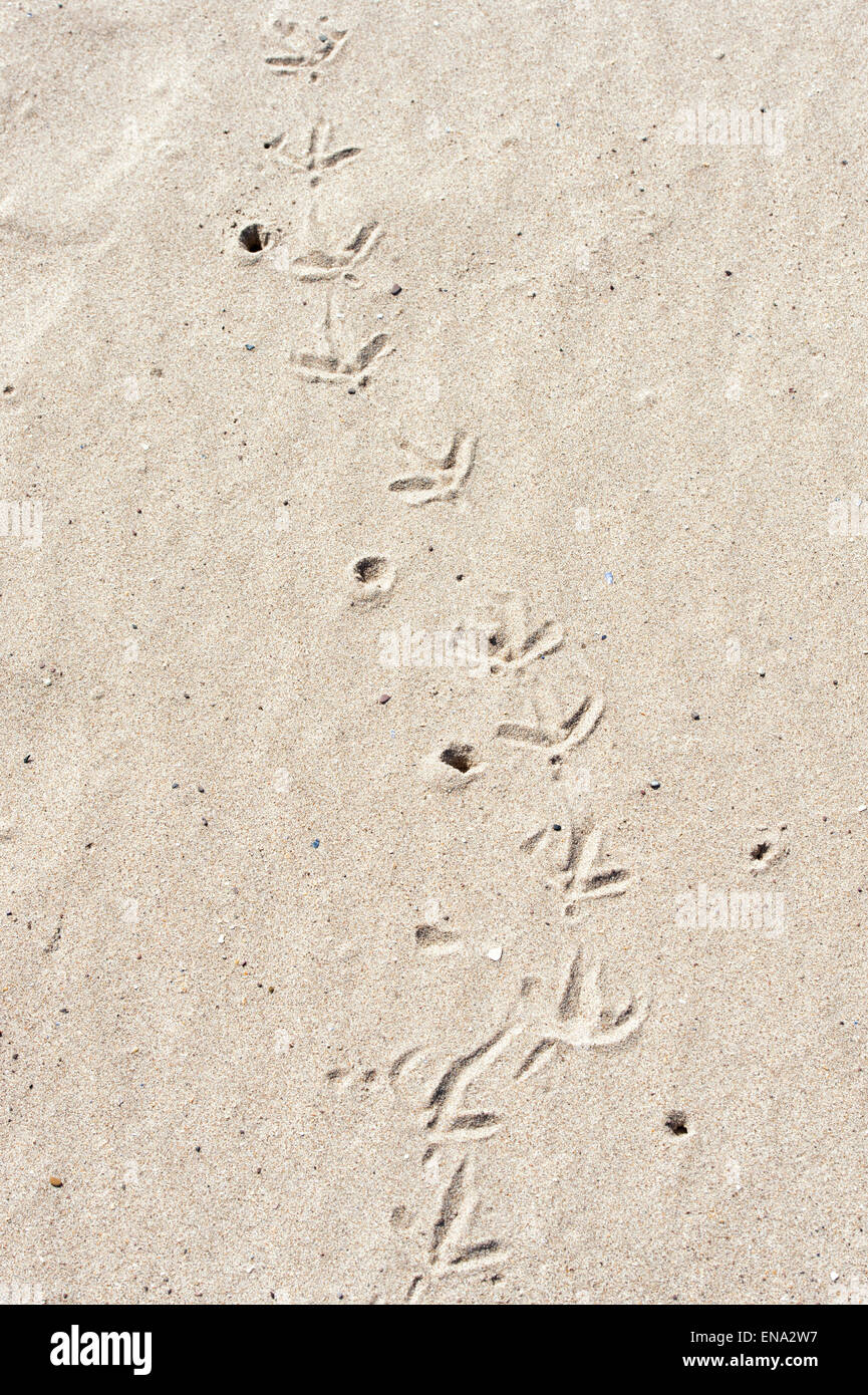 Oyster catcher pistes d'oiseaux à la recherche de nourriture sur une plage de sable. L'Ecosse Banque D'Images