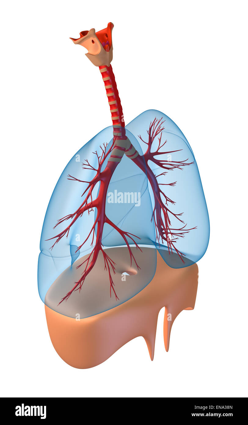 Poumons - système pulmonaire. Vue de droite, isolated on white Banque D'Images