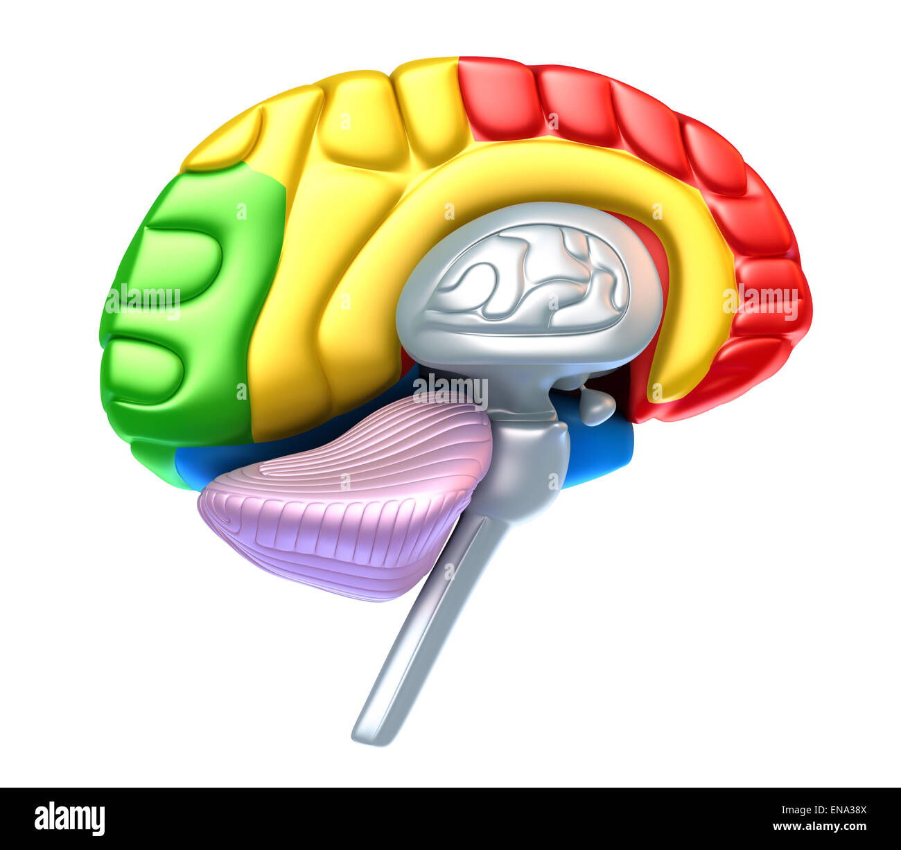 Lobe du cerveau et cervelet, isolated on white Banque D'Images