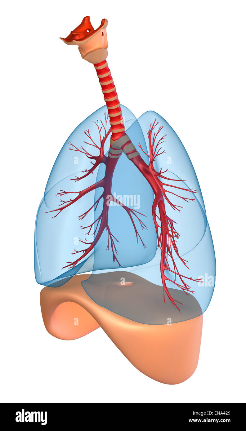 Poumons - système pulmonaire. isolated on white Banque D'Images