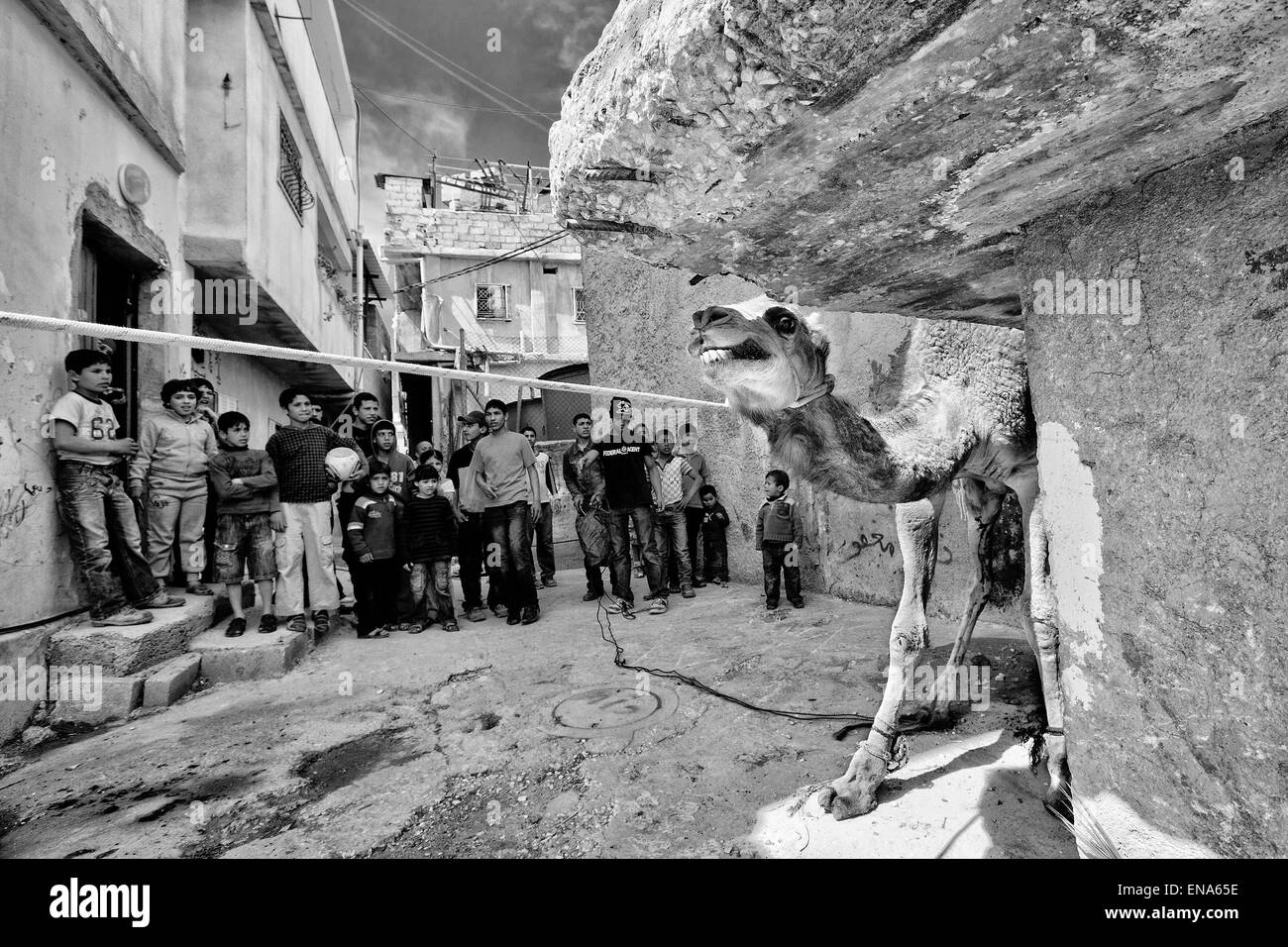 Al'AROB, Palestine. Mar 19, 2011. Un jeune chameau est conduit à l'abattage dans Al-Arob camp de réfugiés. Mar. 19, 2011. Cisjordanie, Palestine. © Gabriel Romero/ZUMA/Alamy Fil Live News Banque D'Images