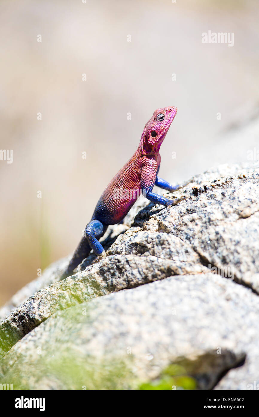 Gecko coloré sur un rocher en Afrique Banque D'Images