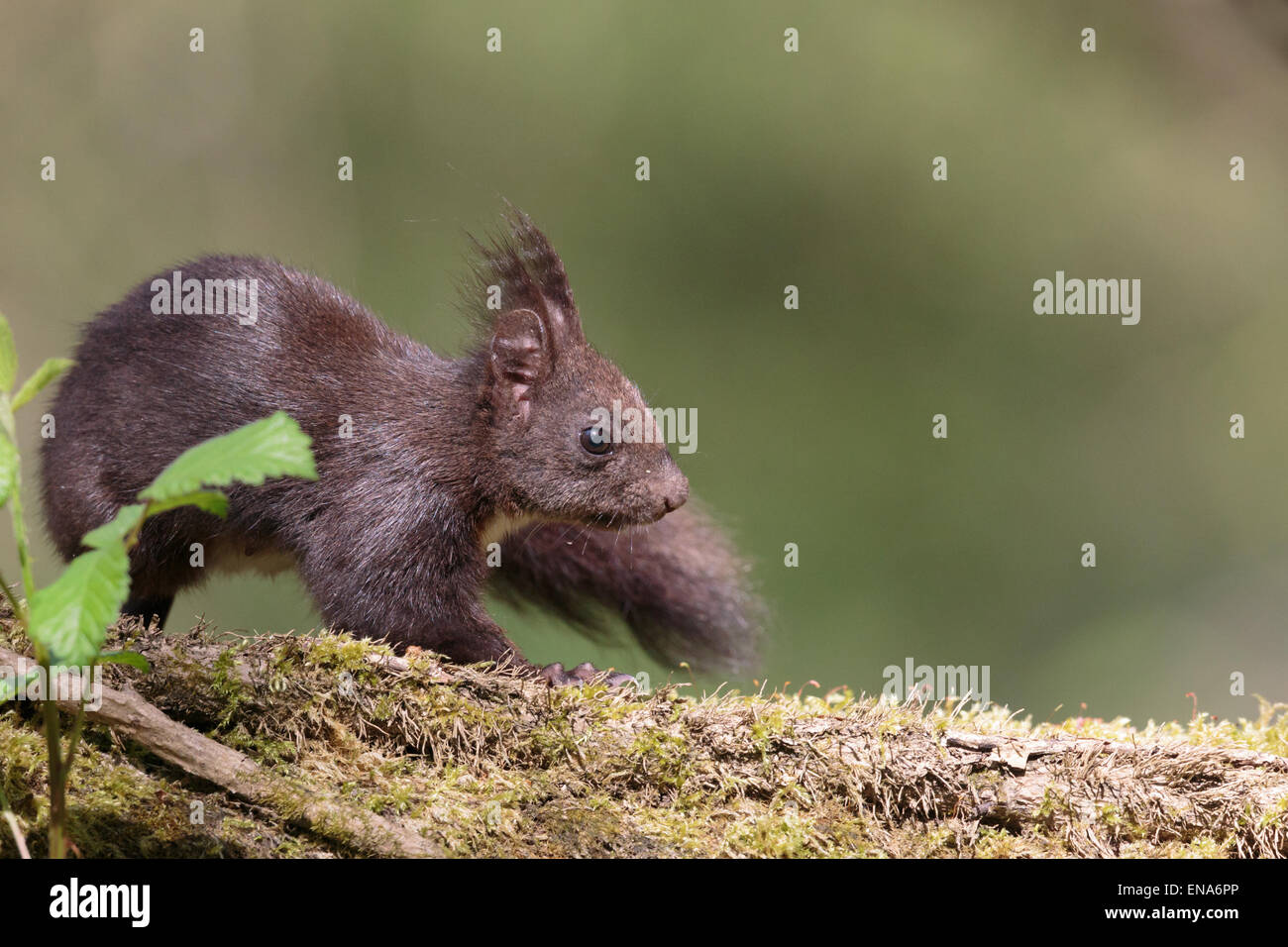 Queue d'écureuil roux Banque de photographies et d’images à haute