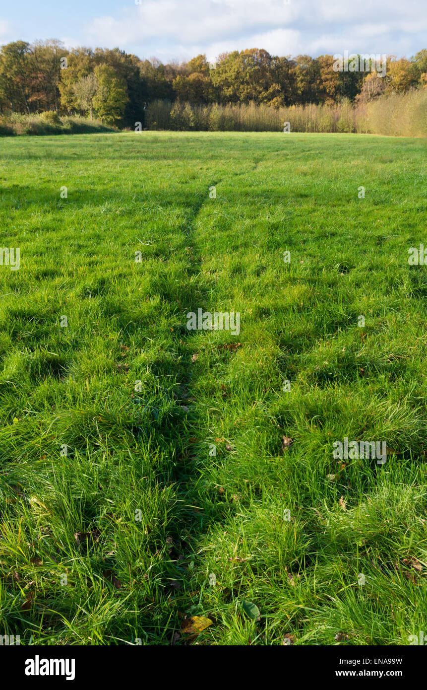 Deer track Banque de photographies et d’images à haute résolution Alamy