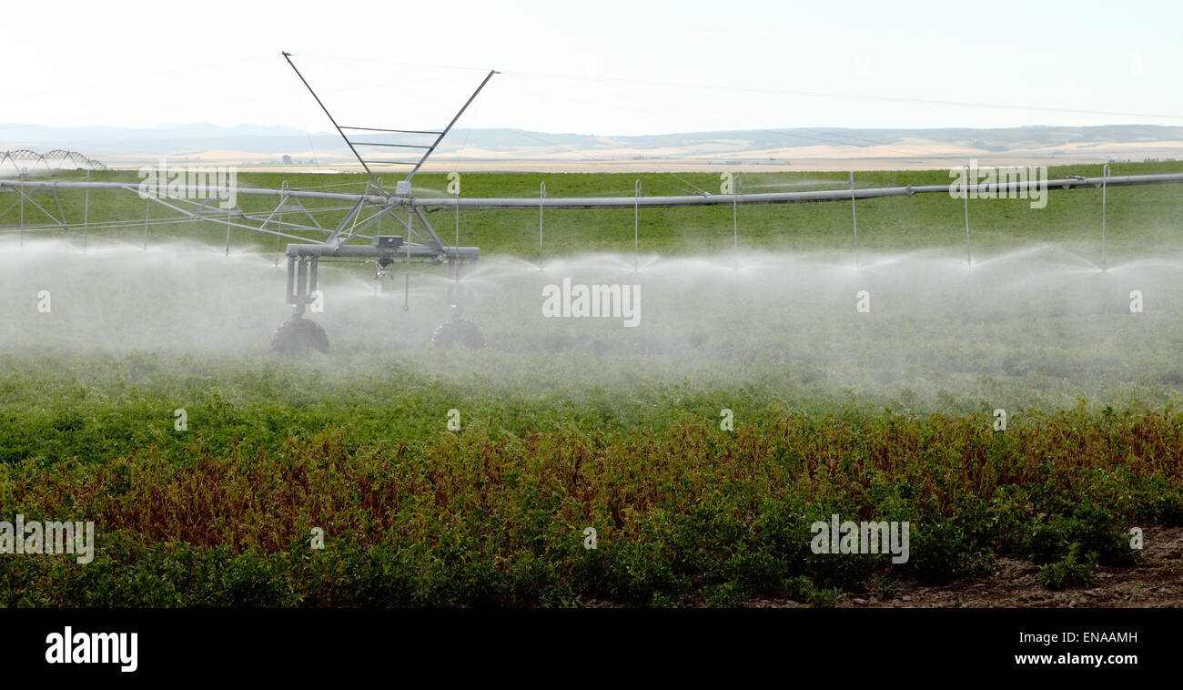 Un matin tôt vu de champ de pommes de terre irrigués avec un bras d'arrosage automatique. Banque D'Images