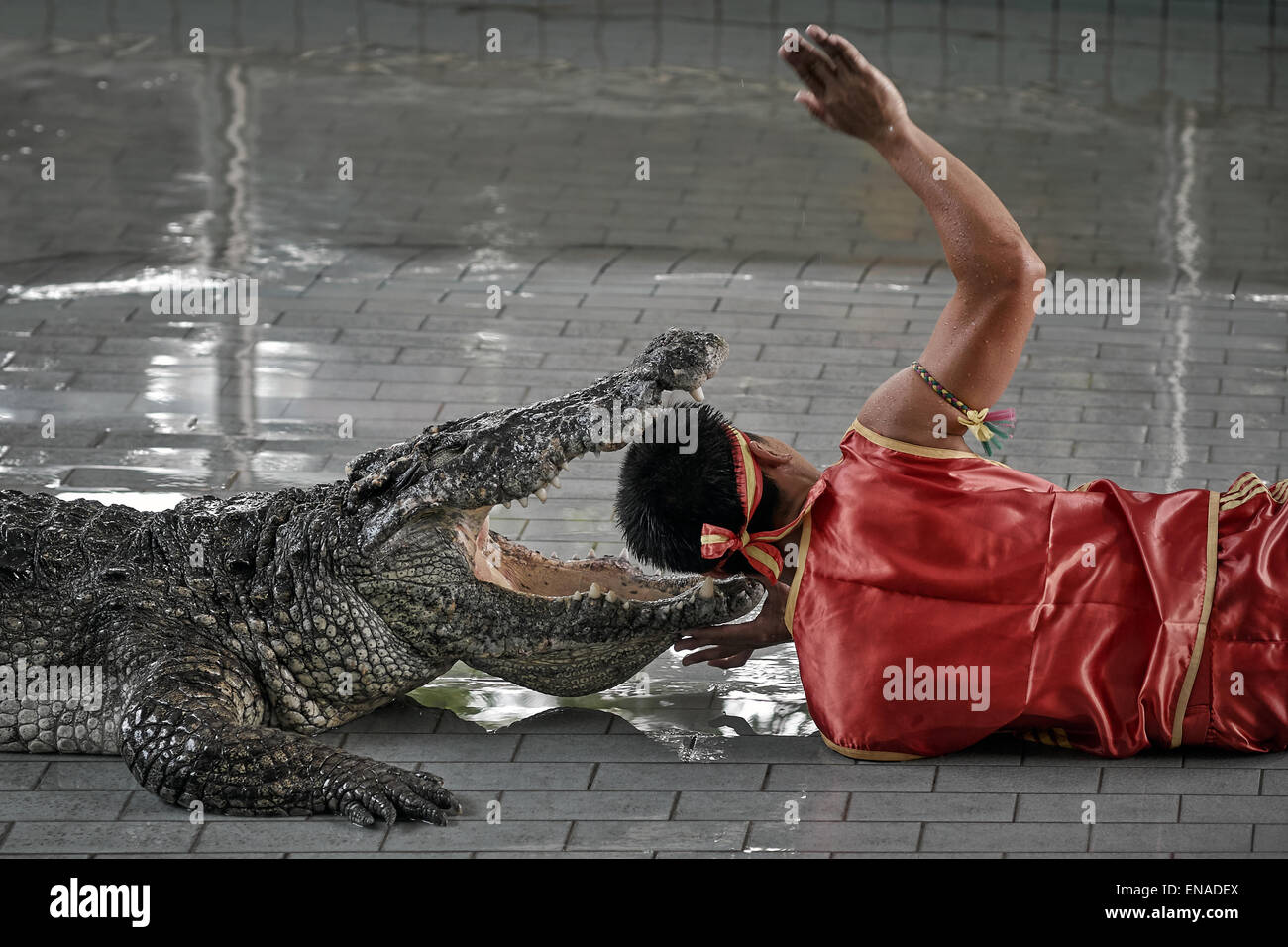 Keeper avec sa tête dans la bouche ouverte d'un crocodile au Pattaya crocodile show Thaïlande S. E. Asie Banque D'Images
