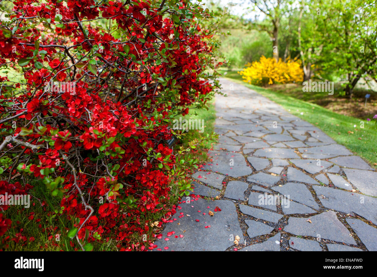 Chaenomeles japonica, fleurs de coing rouge sur un beau trottoir de jardin de fleurs Banque D'Images