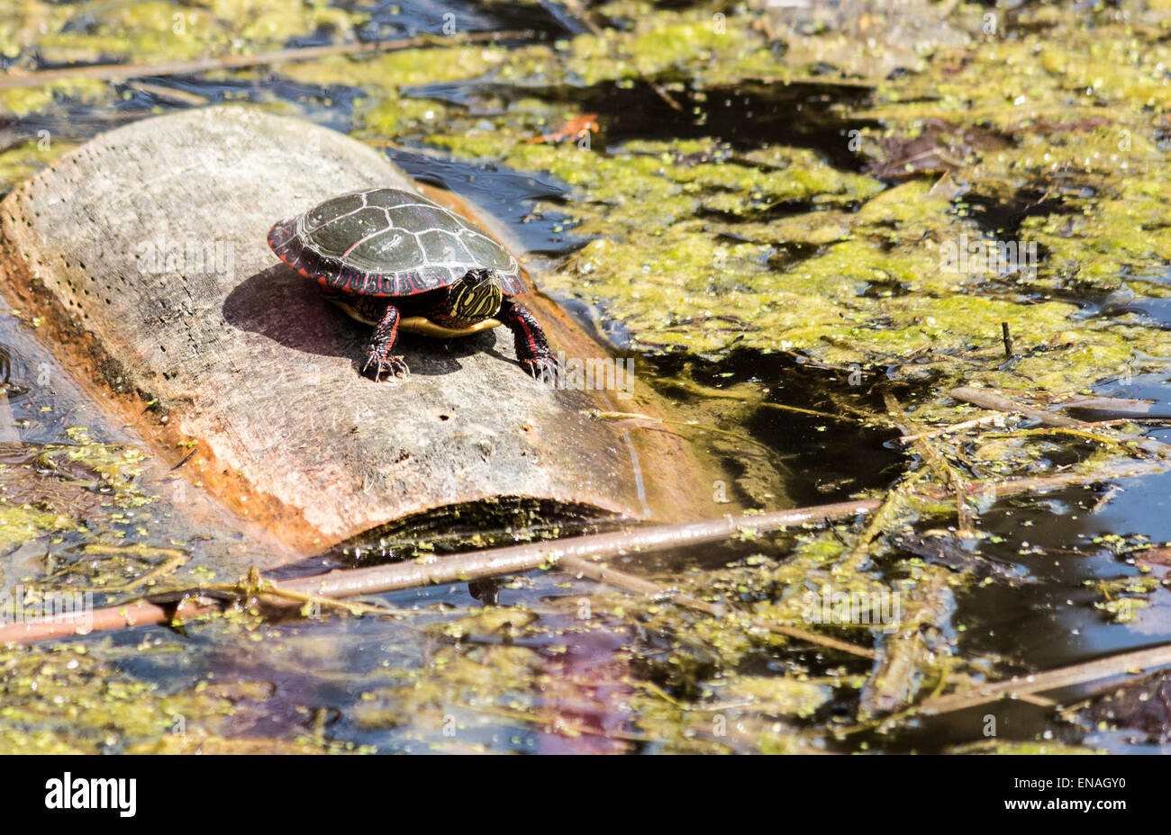 La tortue peinte est assis sur un rondin flottant dans une zone humide marais à profiter du soleil. Banque D'Images