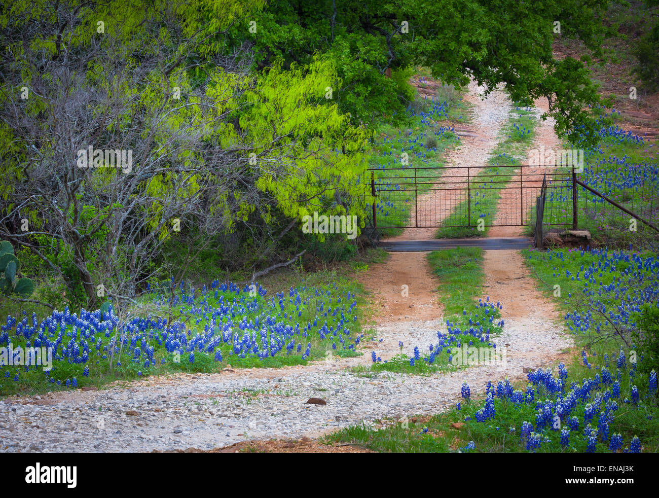 Les petites lignes de chemin de gravier avec bluebonnets, près de Willow City dans le Texas Hill Country Banque D'Images