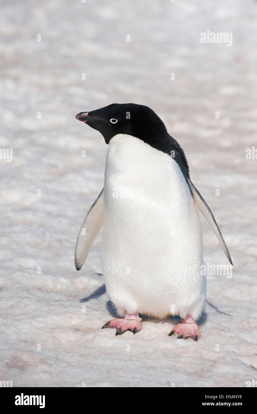 Manchot Adélie (Pygoscelis adeliae), l'île Paulet, Erebus et Terror Golfe, péninsule antarctique Banque D'Images