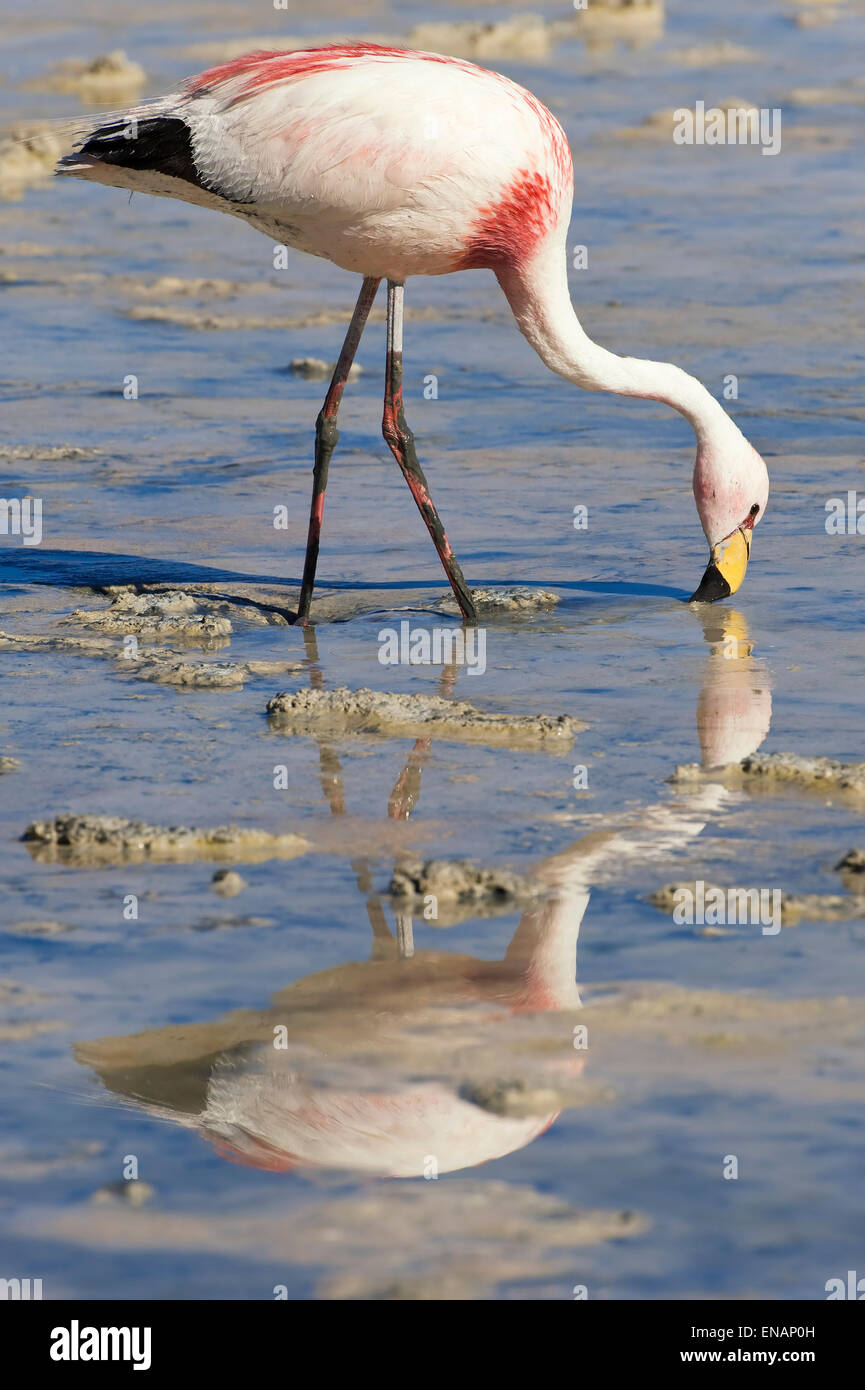 Puna ou James (Phoenicoparrus jamesi) Flamingo Phoenicopteridae, famille, Laguna Hedionda, Potosi, Bolivie Banque D'Images