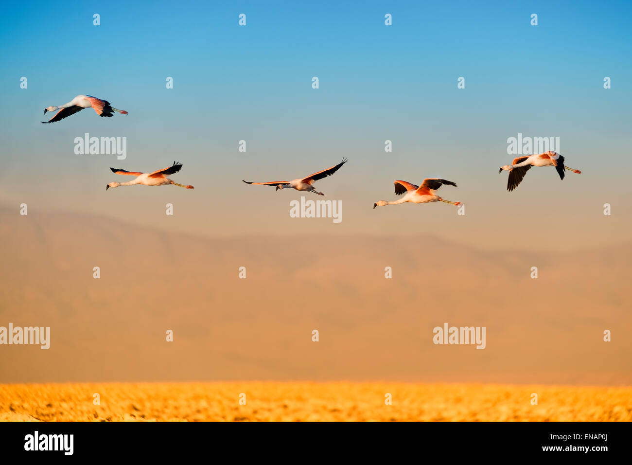 Les flamands des Andes en vol (Phoenicoparrus andinus), Phoenicopteridae famille, la Laguna de Chaxa, désert d'Atacama, Chili Banque D'Images