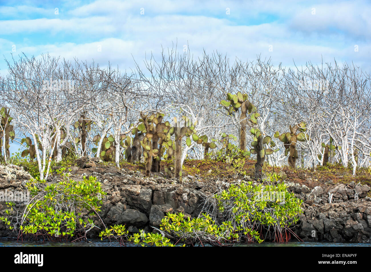 Palo Santo (Bursera graveolens), Red Mangrove (Rhizophora mangle) et Giant cactus (Opuntia), Galapagos Banque D'Images