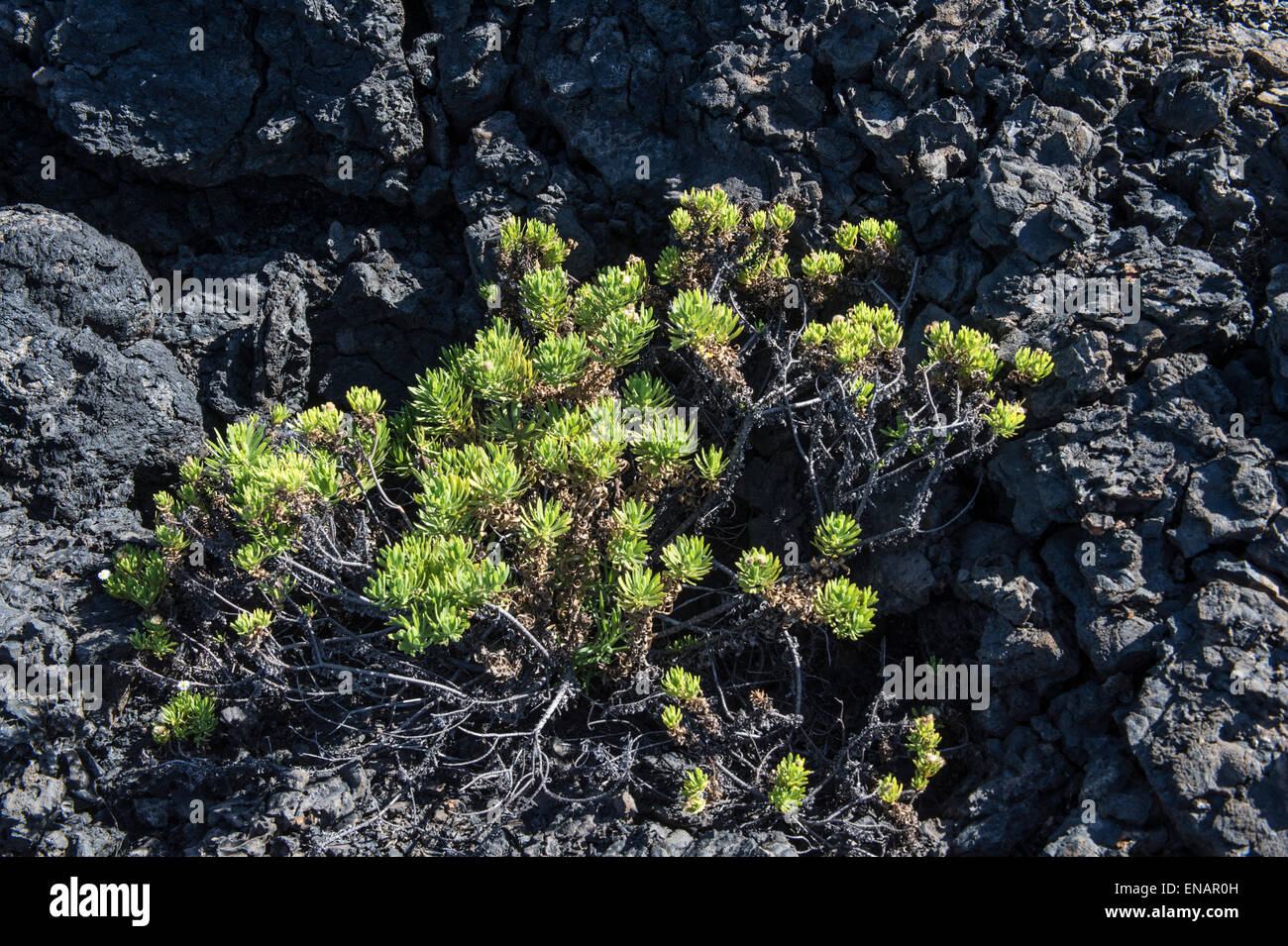De plus en plus de végétation sur les roches de lave, Punta Morena, Isabela, l'île de Galapagos, Equateur, Site du patrimoine mondial de l'UNESCO Banque D'Images