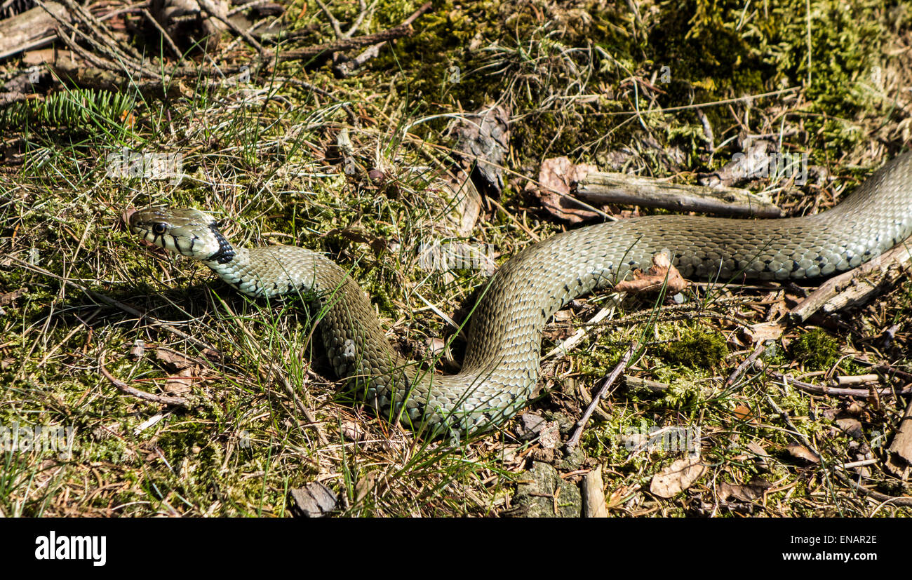 Green grass snake. Banque D'Images