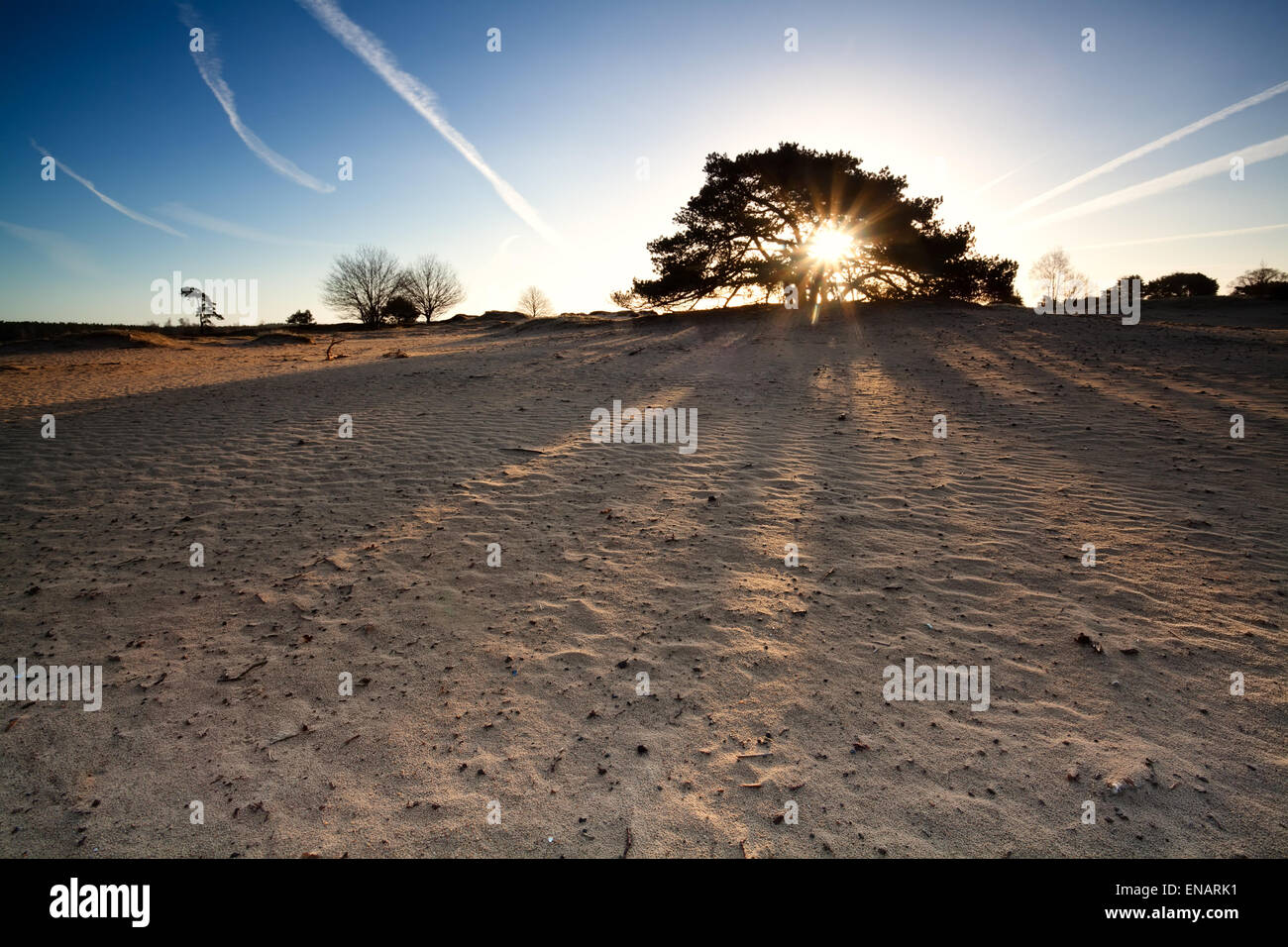 Soleil sur les dunes de sable au lever du soleil, Drenthe, Pays-Bas Banque D'Images